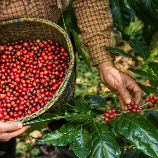 The Journey of Coffee Beans: From Farm to Cup