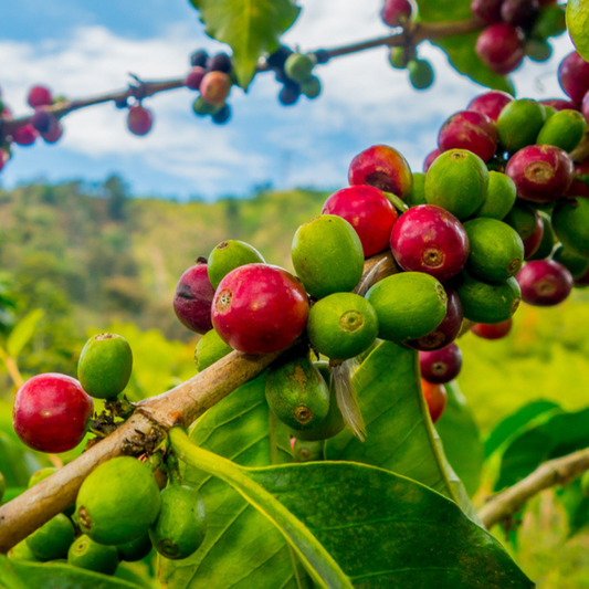 Sustainable Coffee: The Heart of Turbo Java's Ethos